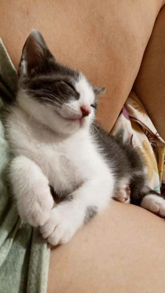 Gato ra a Sem raça idade Abaixo de 2 meses nome Sem nome