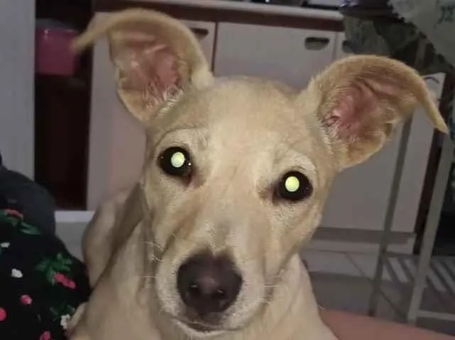 Cachorro ra a Vira lata idade 7 a 11 meses nome Thor