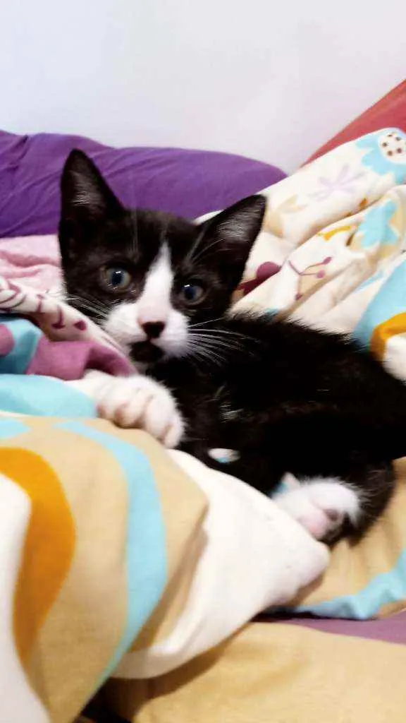 Gato ra a Sem raça idade Abaixo de 2 meses nome Sem nome