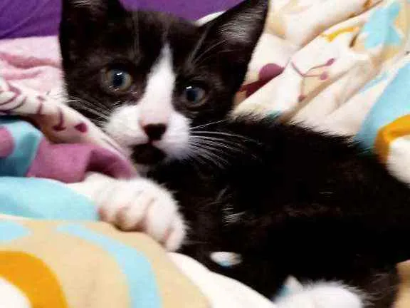 Gato ra a Sem raça idade Abaixo de 2 meses nome Sem nome