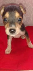 Bob