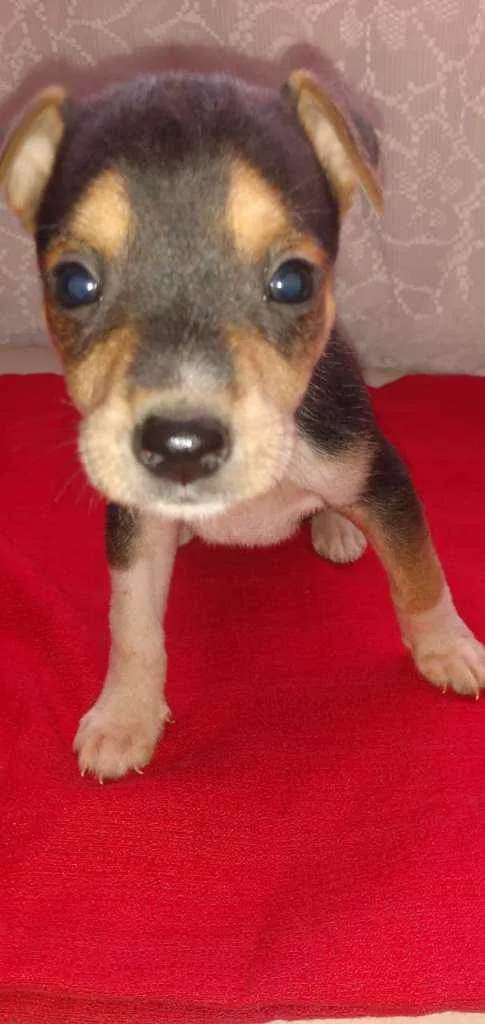 Cachorro ra a SRD idade Abaixo de 2 meses nome Bob