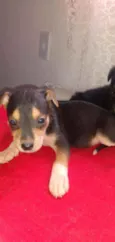 Bob