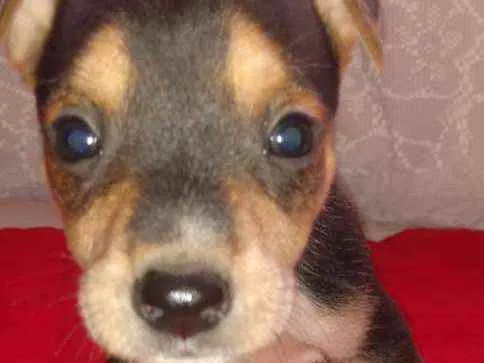 Cachorro ra a SRD idade Abaixo de 2 meses nome Bob