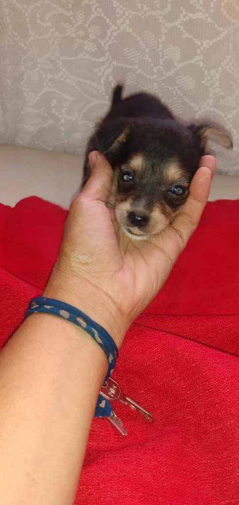 Cachorro ra a SRD idade Abaixo de 2 meses nome Lessy