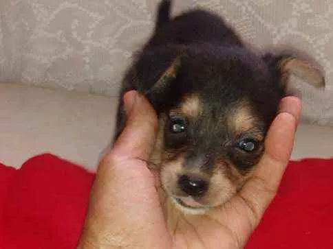 Cachorro ra a SRD idade Abaixo de 2 meses nome Lessy