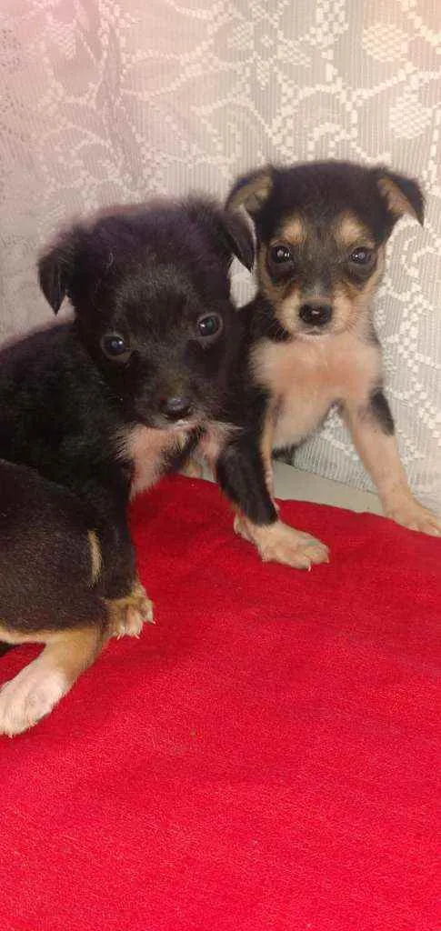 Cachorro ra a SRD idade Abaixo de 2 meses nome Lessy