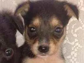 Cachorro ra a SRD idade Abaixo de 2 meses nome Lessy
