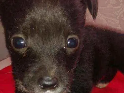 Cachorro ra a SRD idade Abaixo de 2 meses nome Luna