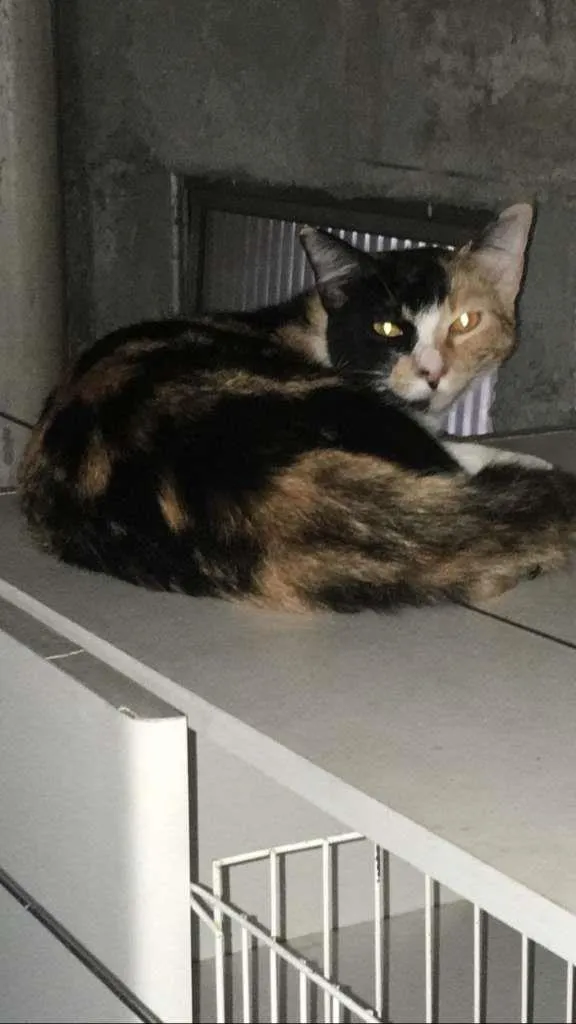 Gato ra a Sem raça idade 7 a 11 meses nome Meia-Meia