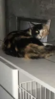 Meia-Meia