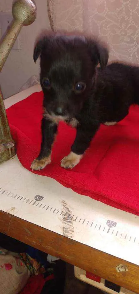 Cachorro ra a SRD idade Abaixo de 2 meses nome Luna