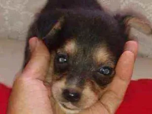 Cachorro raça SRD idade Abaixo de 2 meses nome Lessy