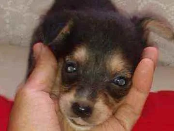 Cachorro ra a SRD idade Abaixo de 2 meses nome Lessy