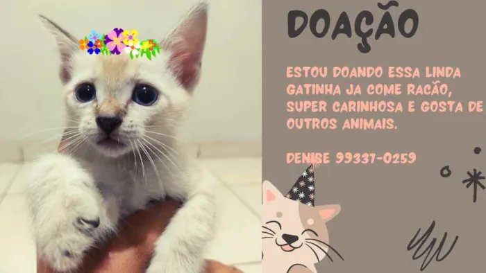 Gato ra a Vira lata idade Abaixo de 2 meses nome Gatinha