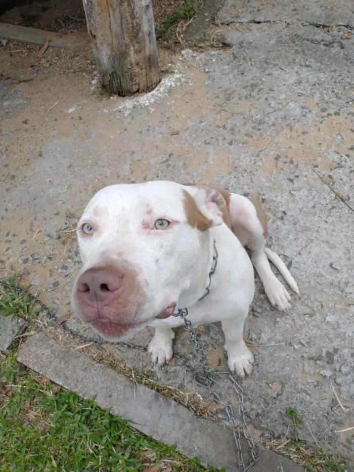 Cachorro ra a Pitbull  idade 1 ano nome Kiara pitbull 