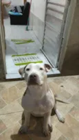 Kiara pitbull