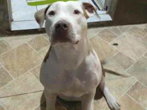 Cachorro raça Pitbull  idade 1 ano nome Kiara pitbull 