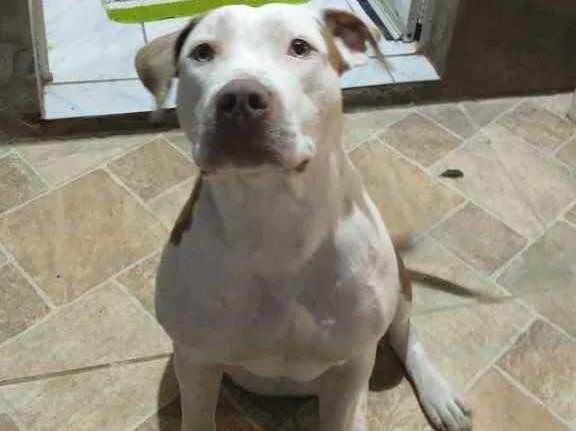 Cachorro ra a Pitbull  idade 1 ano nome Kiara pitbull 