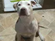 Kiara pitbull