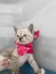 Nina