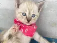 Nina