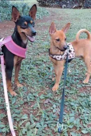 Cachorro raça Pincher idade  nome Baby e bia 