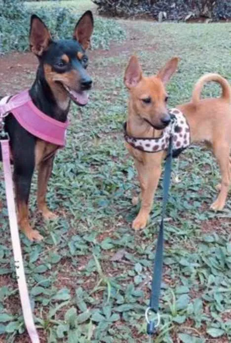 Cachorro raça Pincher idade  nome Baby e bia 