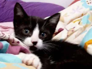 Gato raça Sem raça idade Abaixo de 2 meses nome Sem nome