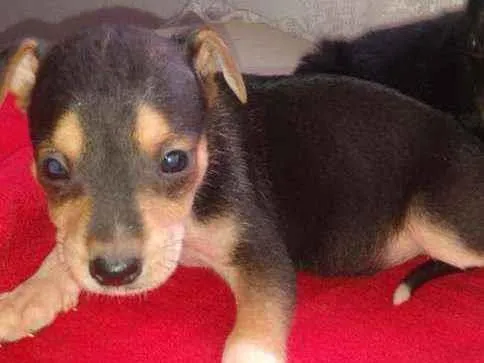 Cachorro ra a SRD idade Abaixo de 2 meses nome Bob