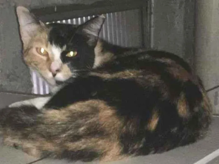 Gato ra a Sem raça idade 7 a 11 meses nome Meia-Meia