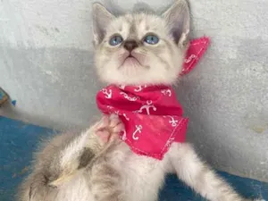 Gato raça  idade Abaixo de 2 meses nome Nina