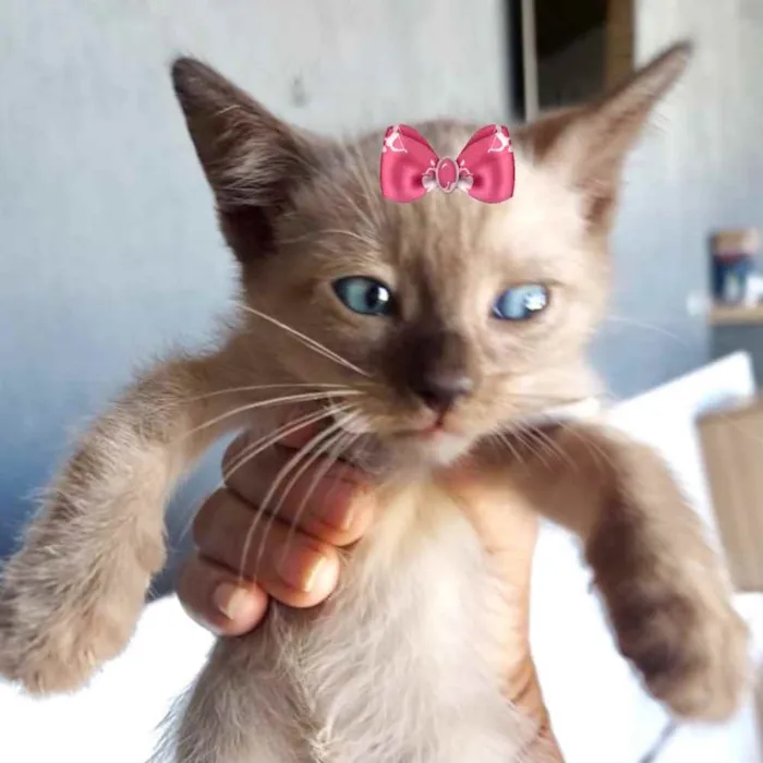 Gato ra a Mestiço  idade 2 a 6 meses nome Ísis 
