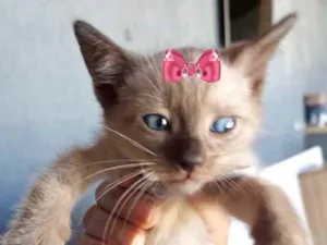 Gato raça Mestiço  idade 2 a 6 meses nome Ísis 