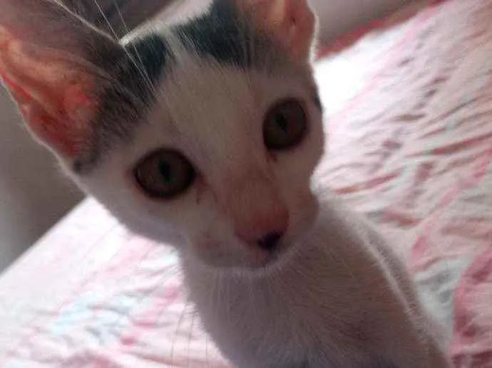 Gato ra a Sem raça definida idade 2 a 6 meses nome Mel e Nina