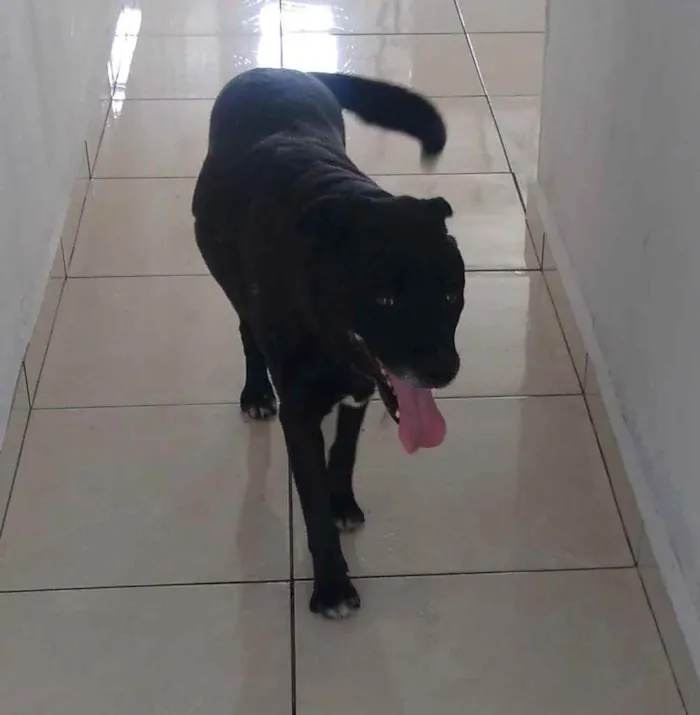 Cachorro ra a Labrador idade 6 ou mais anos nome Blade