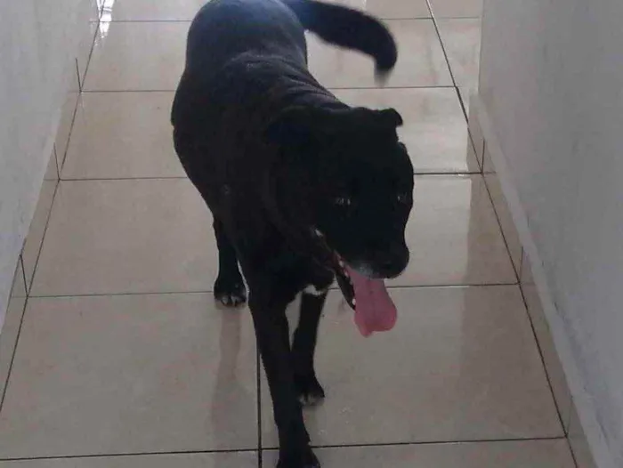 Cachorro ra a Labrador idade 6 ou mais anos nome Blade