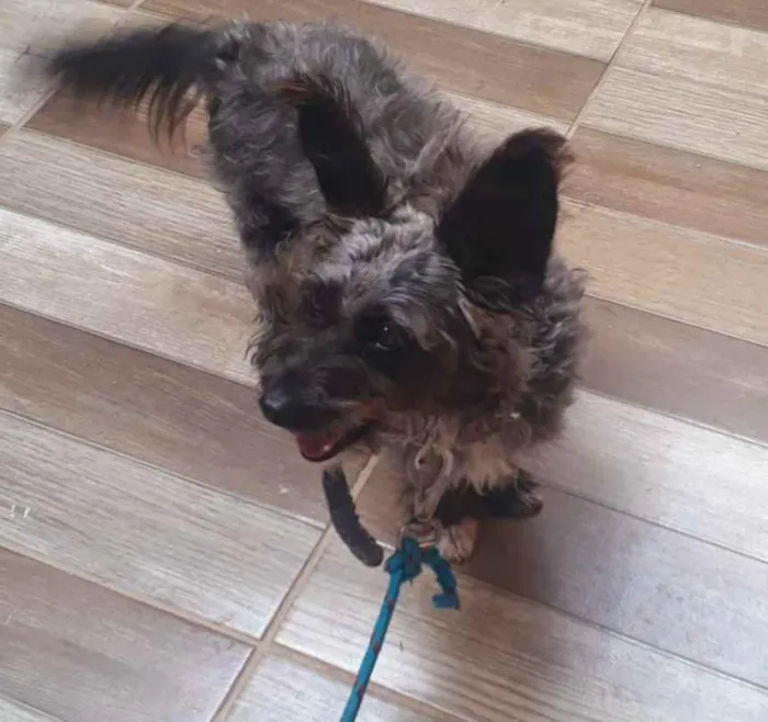 Cachorro ra a Srd idade 1 ano nome Catarina