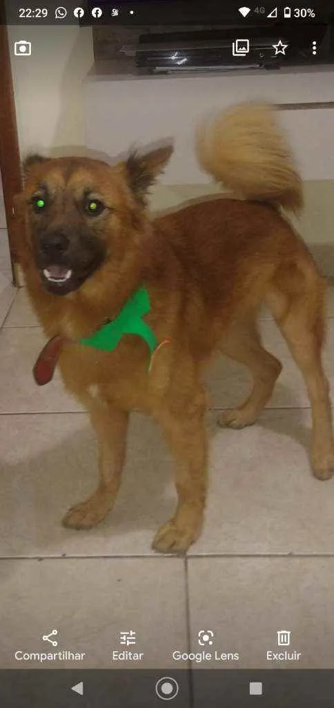 Cachorro ra a SRD idade 1 ano nome Dudu