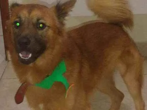 Cachorro ra a SRD idade 1 ano nome Dudu