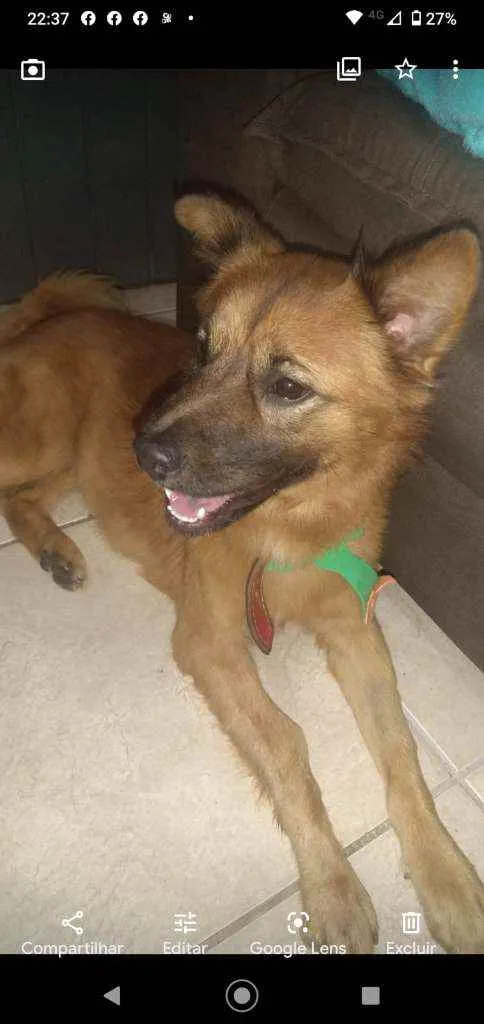 Cachorro ra a SRD idade 1 ano nome Dudu