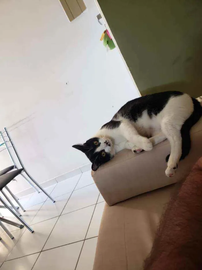 Gato ra a SRD idade 1 ano nome Gambá