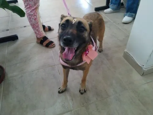 Cachorro ra a SRD-ViraLata idade 4 anos nome Lara
