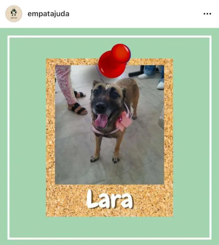 Cachorro ra a SRD-ViraLata idade 4 anos nome Lara