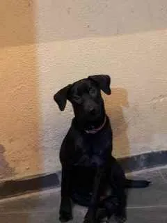 Cachorro ra a Sem raça definida  idade 2 a 6 meses nome Pretinha