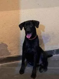 Cachorro ra a Sem raça definida  idade 2 a 6 meses nome Pretinha