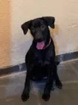 Pretinha