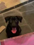 Pretinha