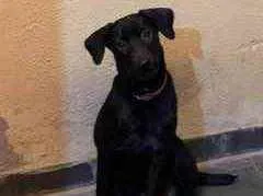 Cachorro ra a Sem raça definida  idade 2 a 6 meses nome Pretinha