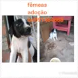 Filhotes